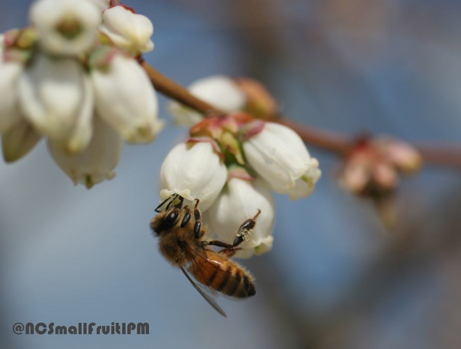 Honey bee visiting a blueberry flower. Photo: Hannah Burrack
