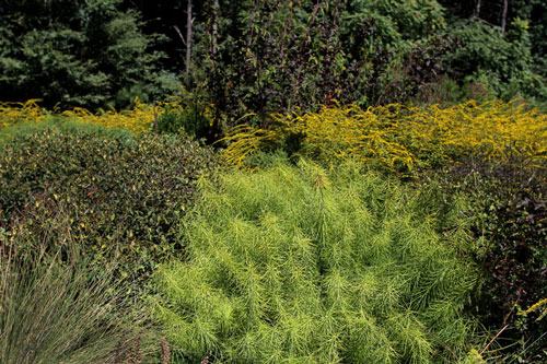 fall foliage and flowers