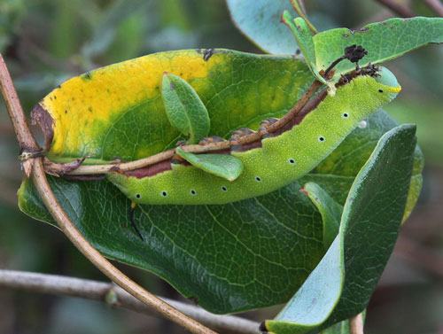 Snowberry clearwing caterpillar on native honeysuckle