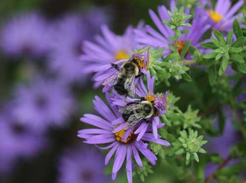 Bumble bees on aromatic aster 