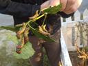 Several yellow-striped caterpillars with red heads feeding on leaves held by a hand