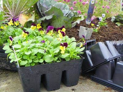 Seedling tray of purple-and-yellow pansies beside a garden trowel and stacked plastic pots