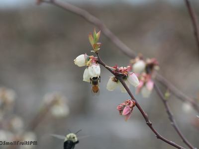 Honeybee feeding inside white bell flower on thin branch; watermark @ncsmallfruitIPM