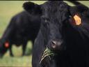Black cow with ear tag "G387" chewing a mouthful of grass