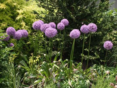 Tall purple allium flower spheres on long stems in a mixed garden bed