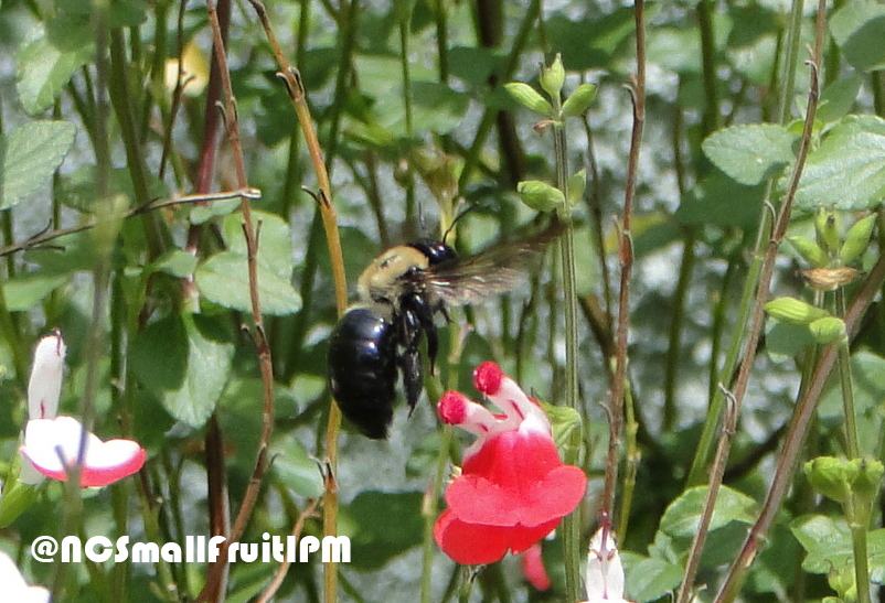 Carpenter bee foraging on salvia. Photo: Hannah Burrack