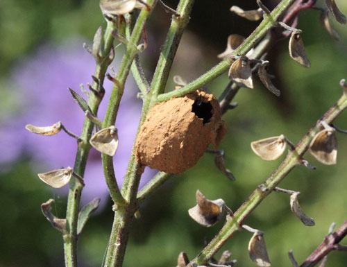 Potter wasp nest on skullcap