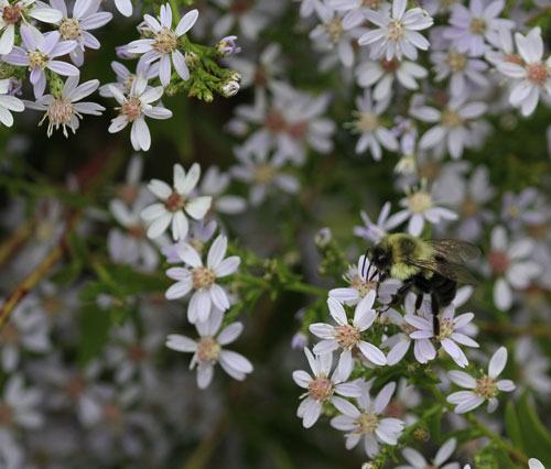 Bumble bee on native blue wood aster 