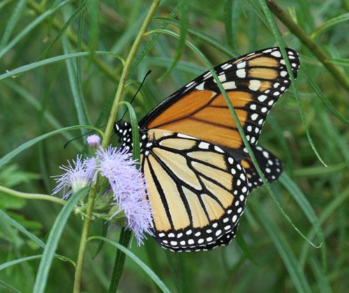 Late season monarch nectaring on palmleaf thoroughwort 