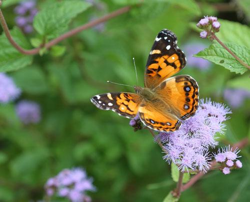 American lady on wild ageratum 