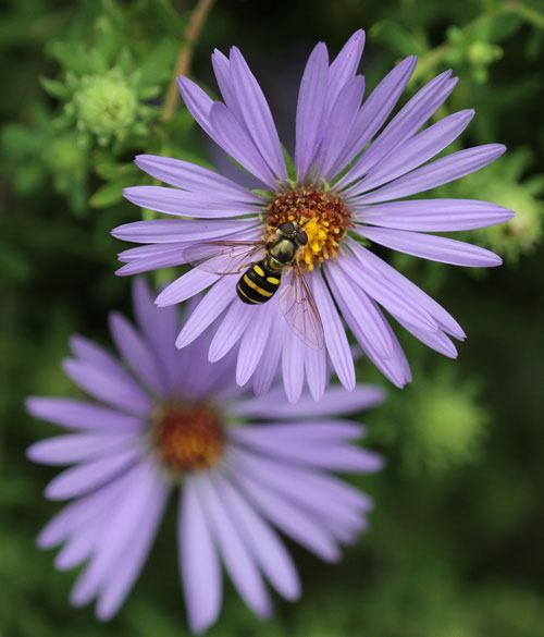 Syrphid fly on aromatic aster 