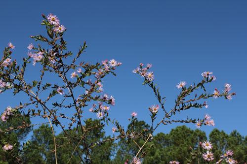 Native climbing aster