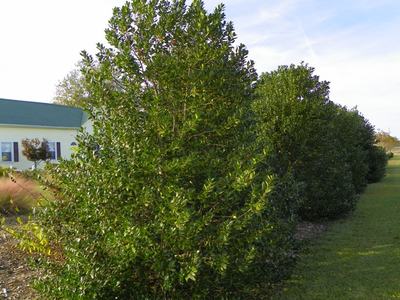 'Nellie Stevens' Holly