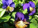 Pansy