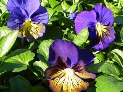 Pansy