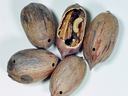 Pecan weevil damage
