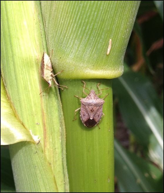 Brown Stink Bug on Cornstalk