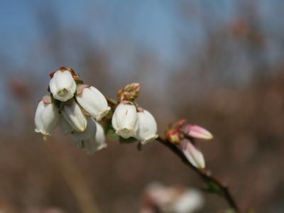 Cluster of small white, bell-shaped flowers and buds on a slender branch against blurred sky