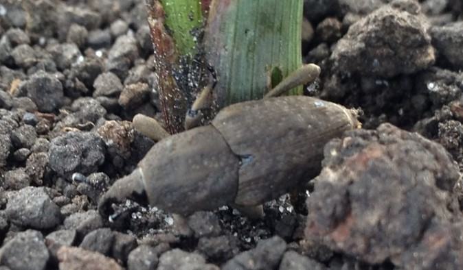 Billbug - Corn