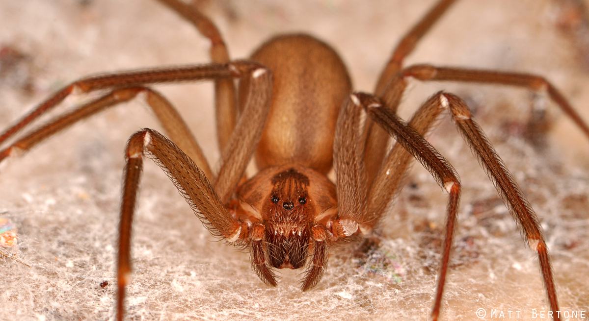 brown recluse female
