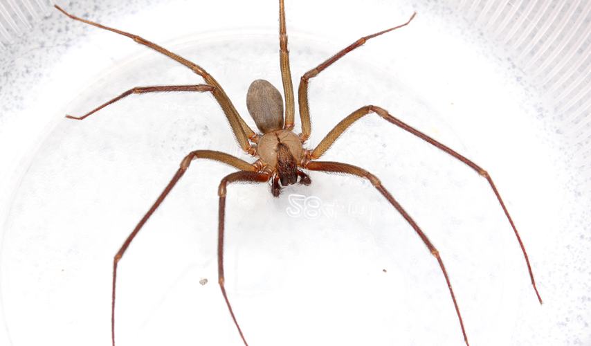does tobacco help spider bites Chewed on insect stings: effective remedy? does tobacco help spider bites