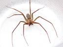 Brown spider with long legs inside a clear plastic cup