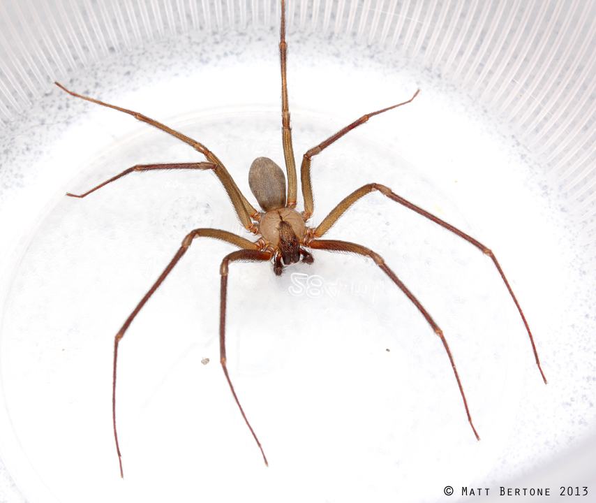 male recluse