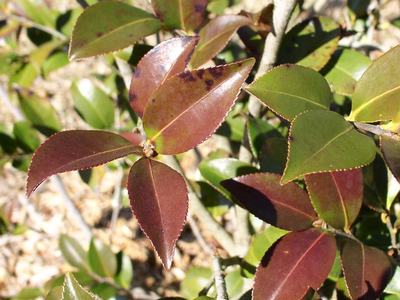 USDA plant hardiness zone map i