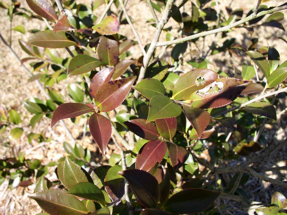 Purple leaves on camellia