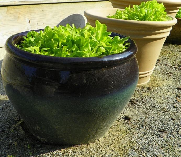 Lettuce growing in containers