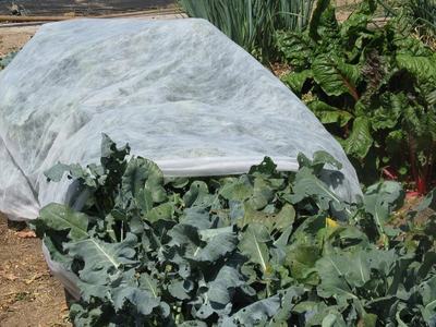Garden bed covered by a white row cover with leafy broccoli and Swiss chard nearby