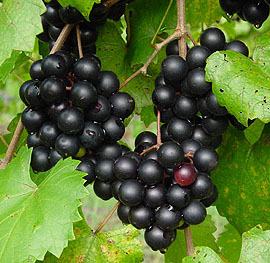 Clusters of dark purple-black grapes on vine with green leaves