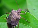 Brown marmorated stink bug on green leaf with antennae extended