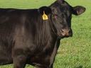 Black cow standing in grassy field with yellow ear tag reading 31
