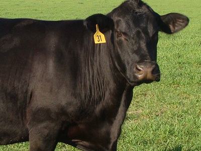 Black cow standing in grassy field with yellow ear tag reading 31