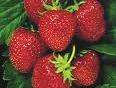 Cluster of red strawberries with green calyxes and leaves, close-up