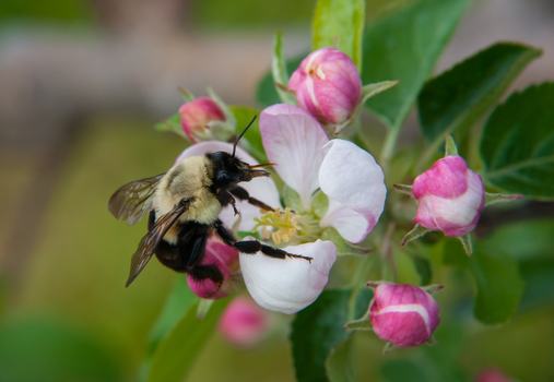 Bumblebee on apple bloom