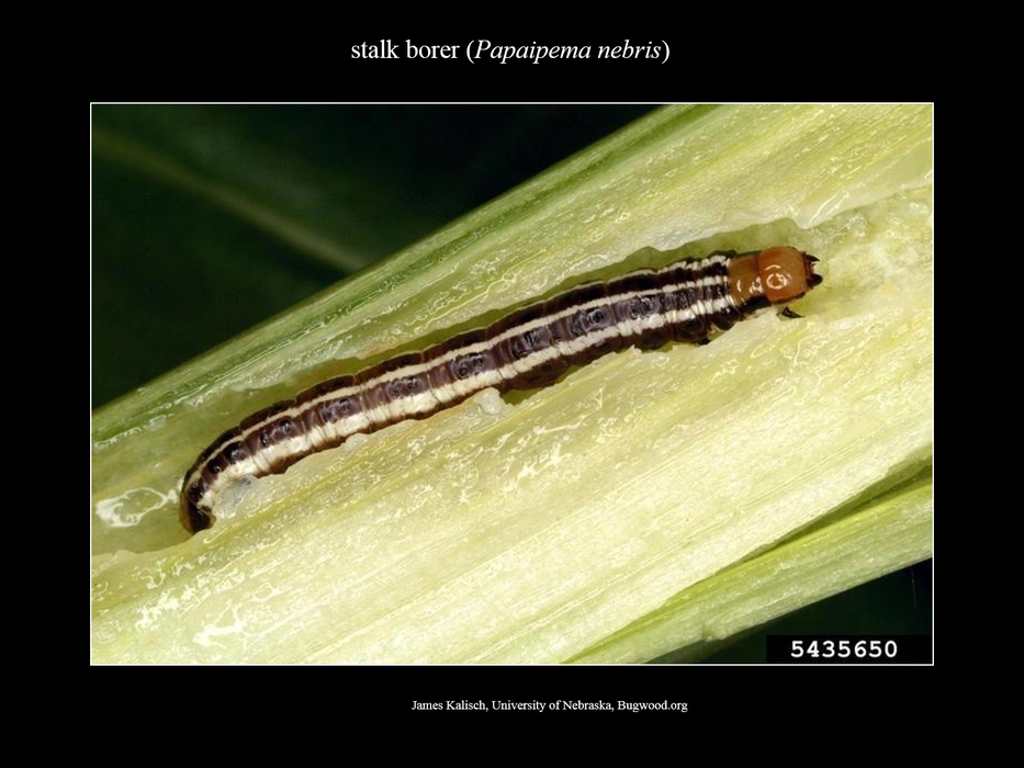CommonStalkBorer_Larva