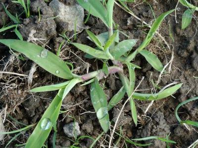 crabgrass