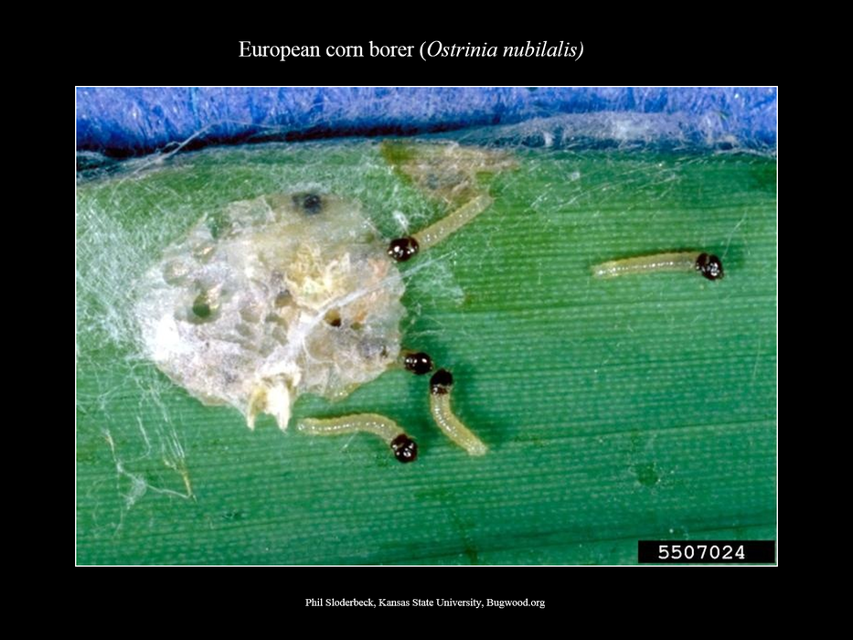 European Corn Borer Neonates EggMass 