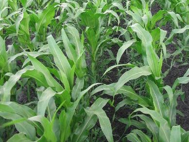 Organic corn growing in field