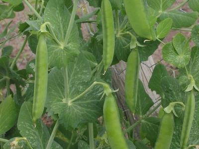 Green pea pods hanging from vine with mottled leaves