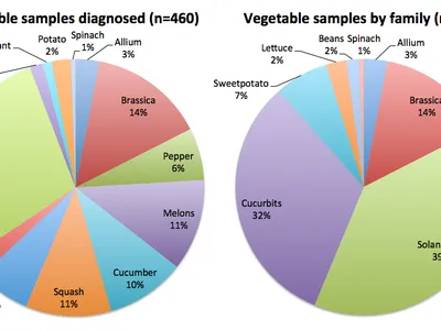 Figure 1: Vegetable samples by family or type diagnosed on 2013