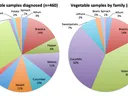 Figure 1: Vegetable samples by family or type diagnosed on 2013