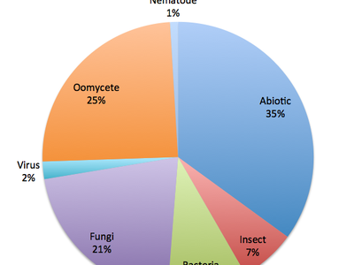 Figure 1: Vegetable samples by family or type diagnosed on 2013