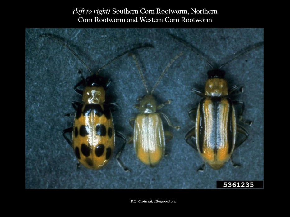 Corn Rootworm Beetles