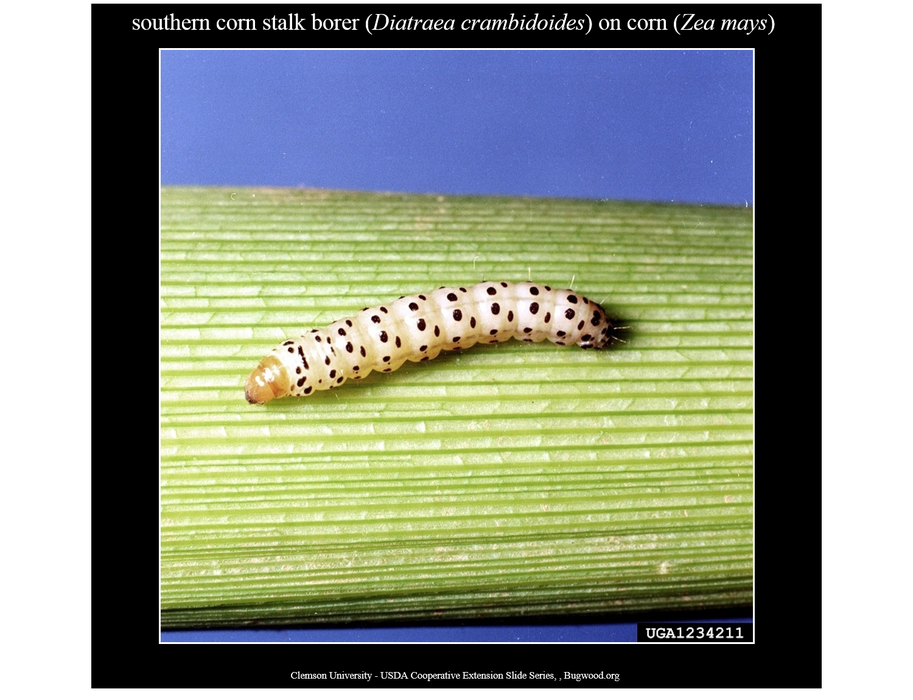 SouthernCornStalkBorer_Larva_1