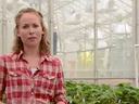 Person standing in greenhouse among rows of plants, wearing a red plaid shirt
