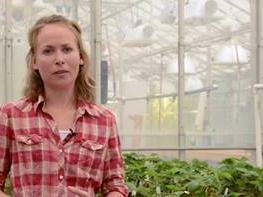 Person standing in greenhouse among rows of plants, wearing a red plaid shirt