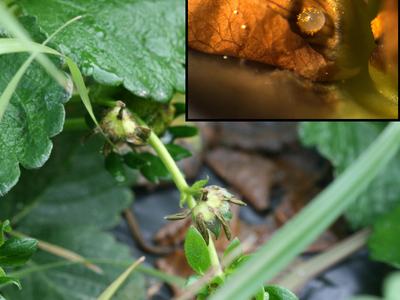 Green plant with developing fruit buds; inset close-up of brown petal and water droplet